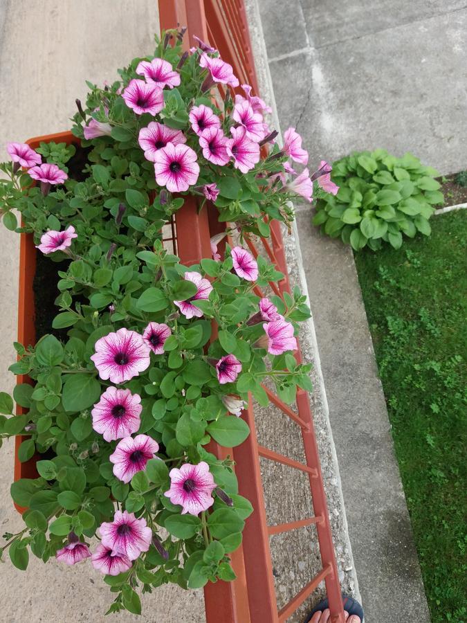 Apartments Mirkovic ツェティニェ エクステリア 写真